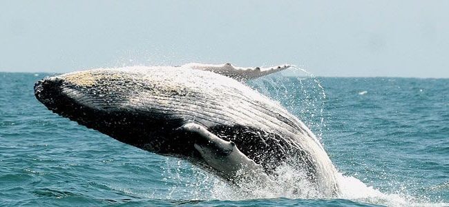 noruega ballenas 650x300 Viajes de aventura en grupos singles. Expediciones