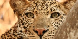 Leopardo en Safari 300x150 Gran Viaje Singles a Senegal