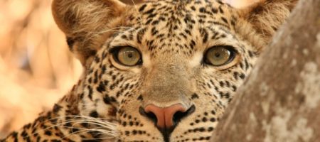 Leopardo en Safari 450x200 Viajes de aventura en grupos singles. Expediciones