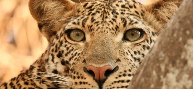 Leopardo en Safari 650x300 Viajes de aventura en grupos singles. Expediciones