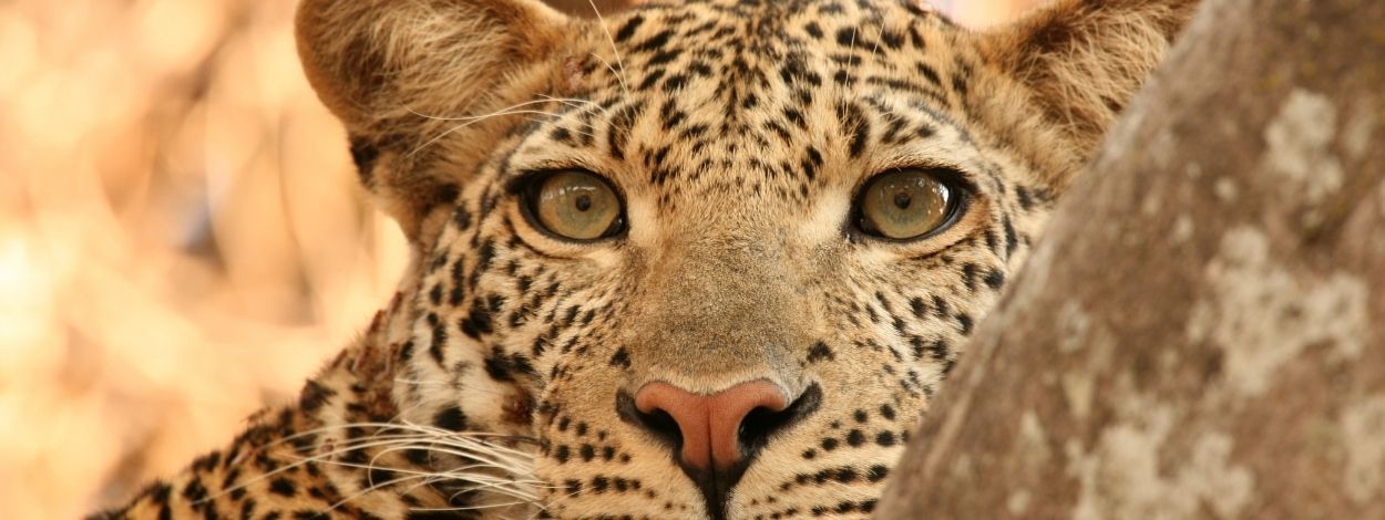 Leopardo en Safari