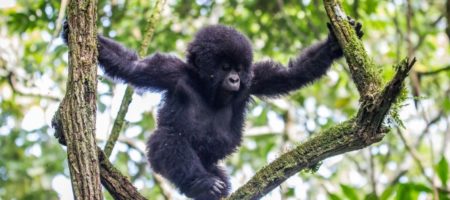 Uganda Gorilas 450x200 Viajes de aventura en grupos singles. Expediciones