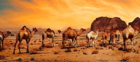 Dromedarios en el Desierto 450x200 Viajes Singles a Oriente Medio