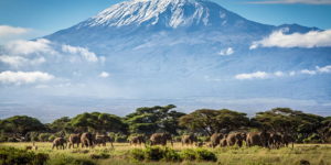 HD wallpaper kilimanjaro elephants tanzania africa 300x150 Voluntariado en Asia: India