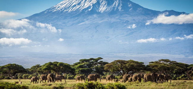 HD wallpaper kilimanjaro elephants tanzania africa 650x300 Viajes de Cooperación / voluntariado